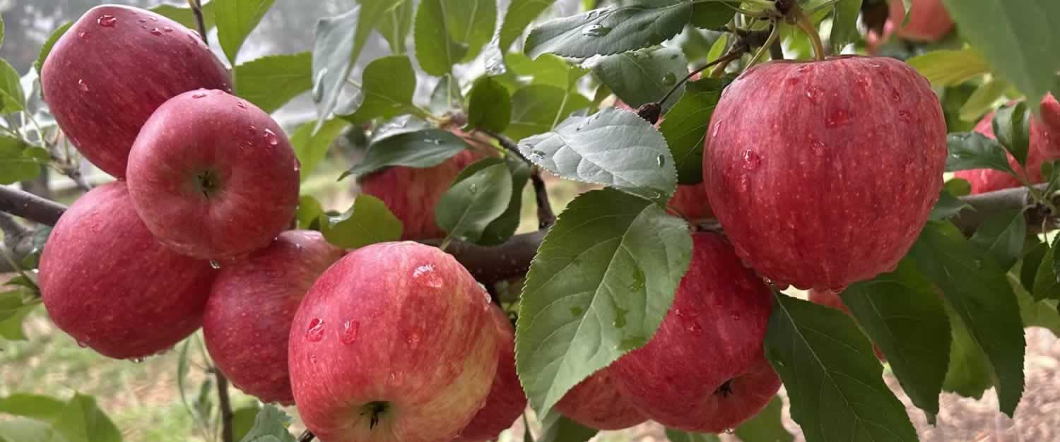 for-sale-kapsch-farms