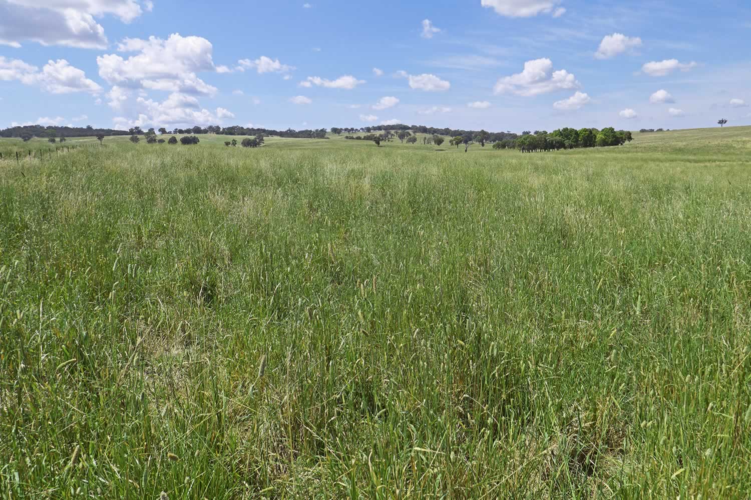 INDUSTRY OVERVIEW:image meares-nsw-property-sale-75