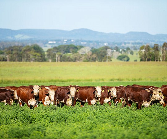 Avoca Vale Farms - Casino NSW property for sale