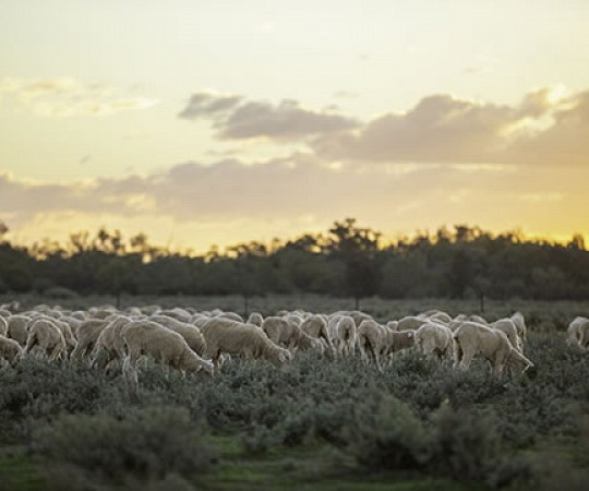 NSW property for sale - Womboin Nyngan NSW