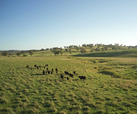 Rural Property for Sale - Cowra - Woodstock NSW