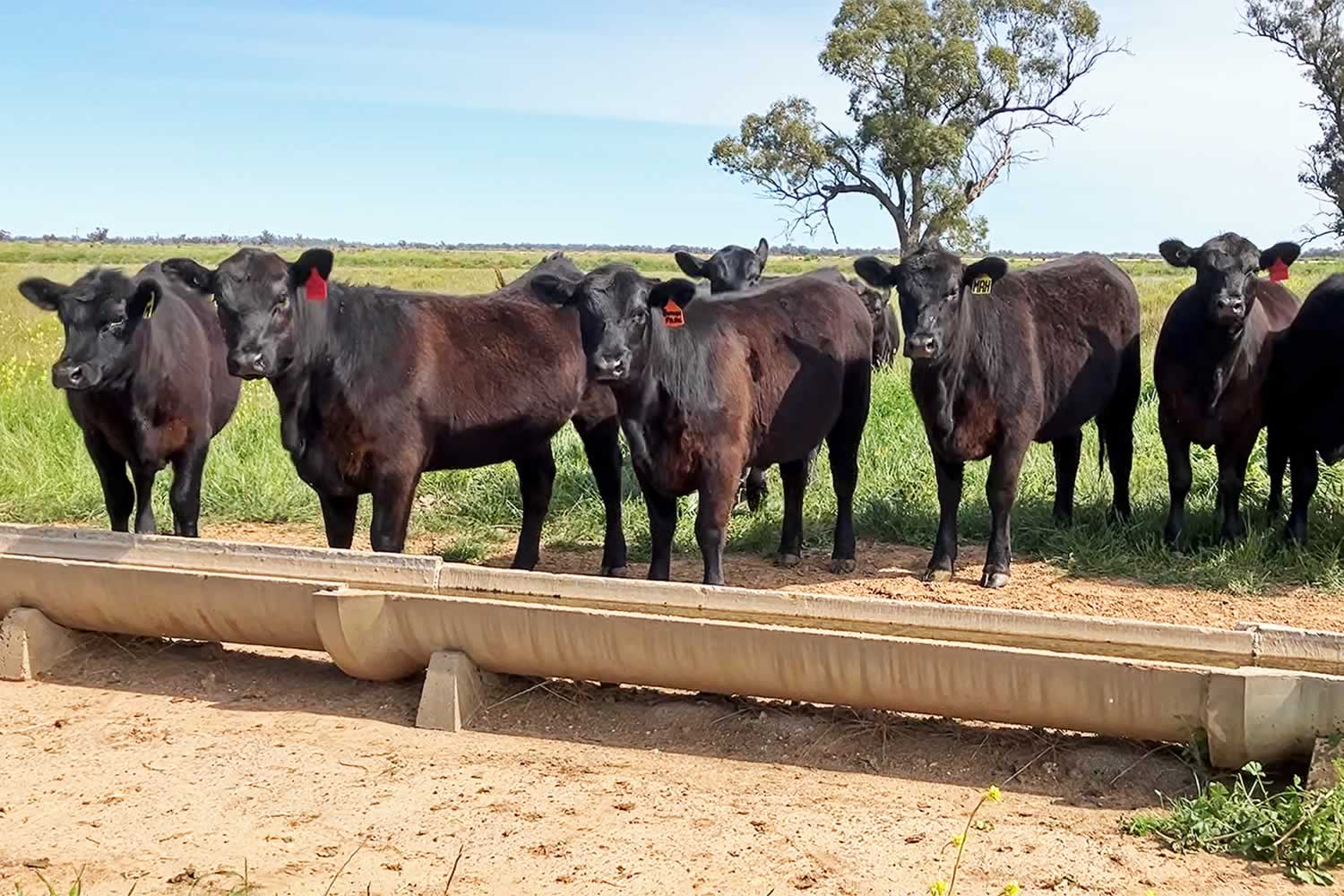 bowen park rural property for sale NSW