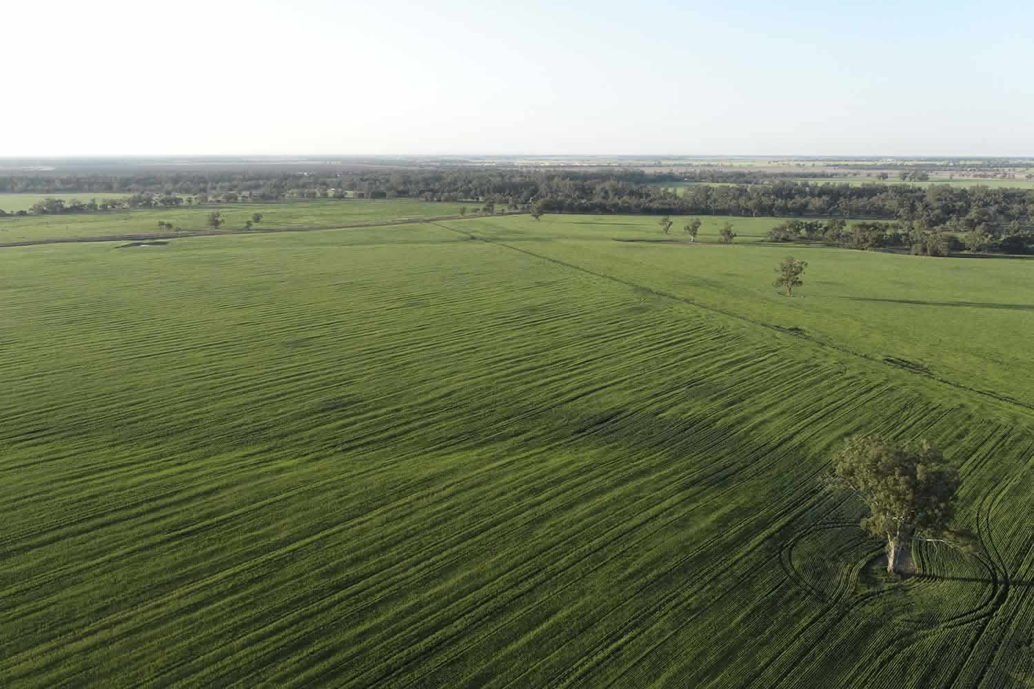 bowen park rural property for sale NSW