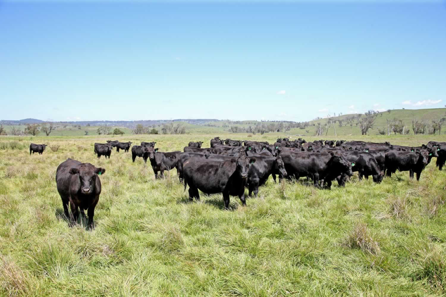 Property for sale - Lakeside Walcha NSW