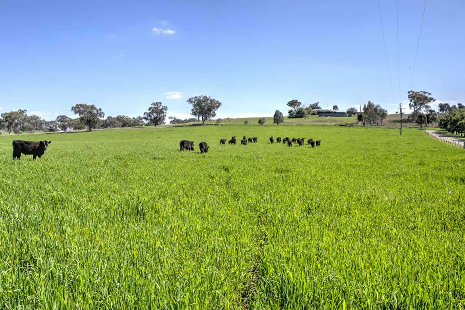 tamworth-nsw-property-sale-tringabah-12