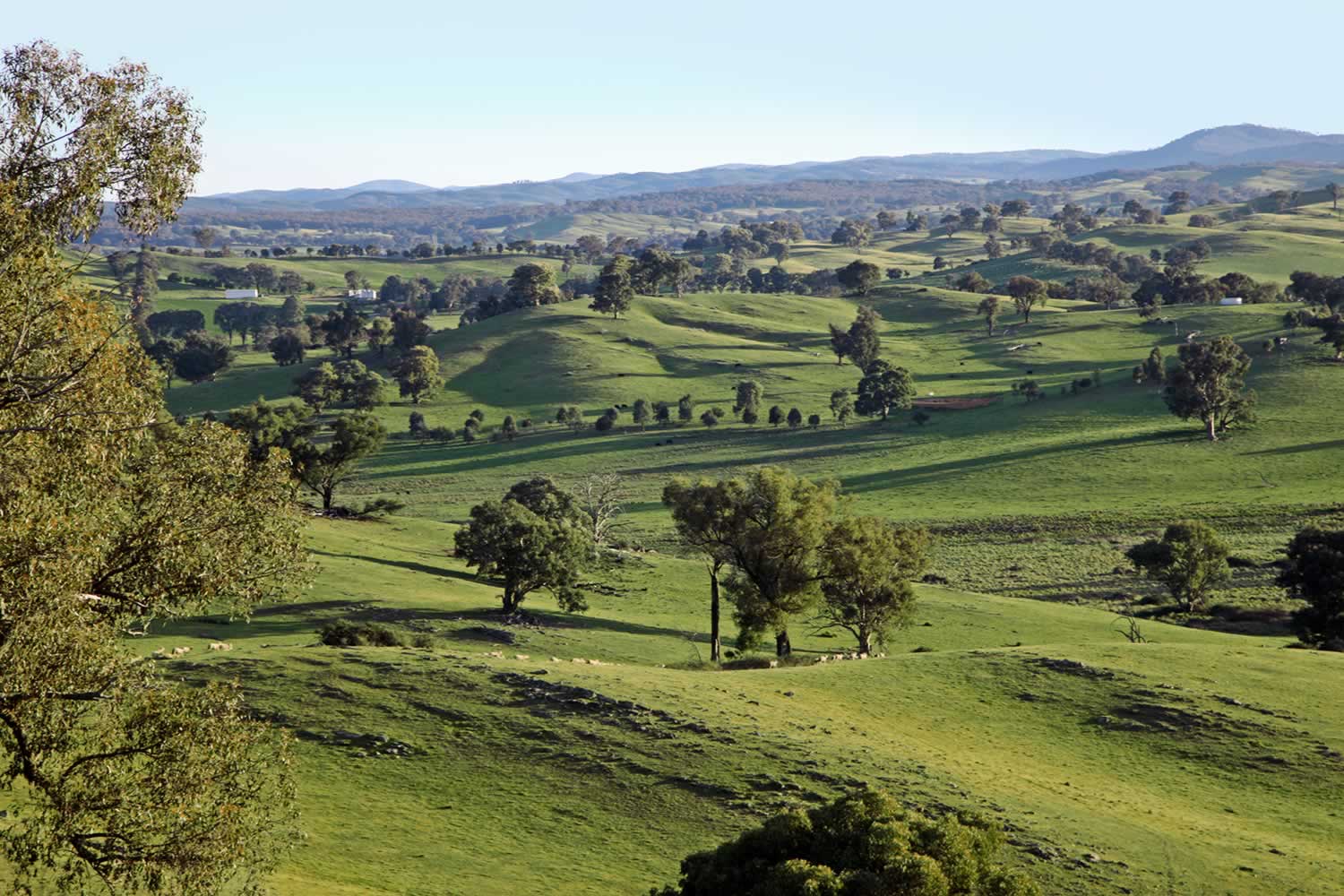 umbango property for sae nsw