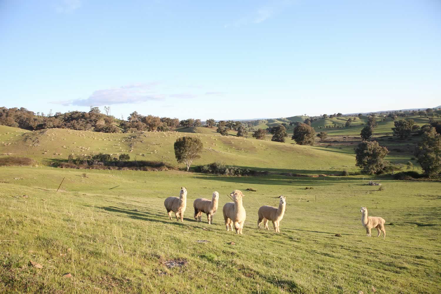umbango-property-for-sale-nsw-2