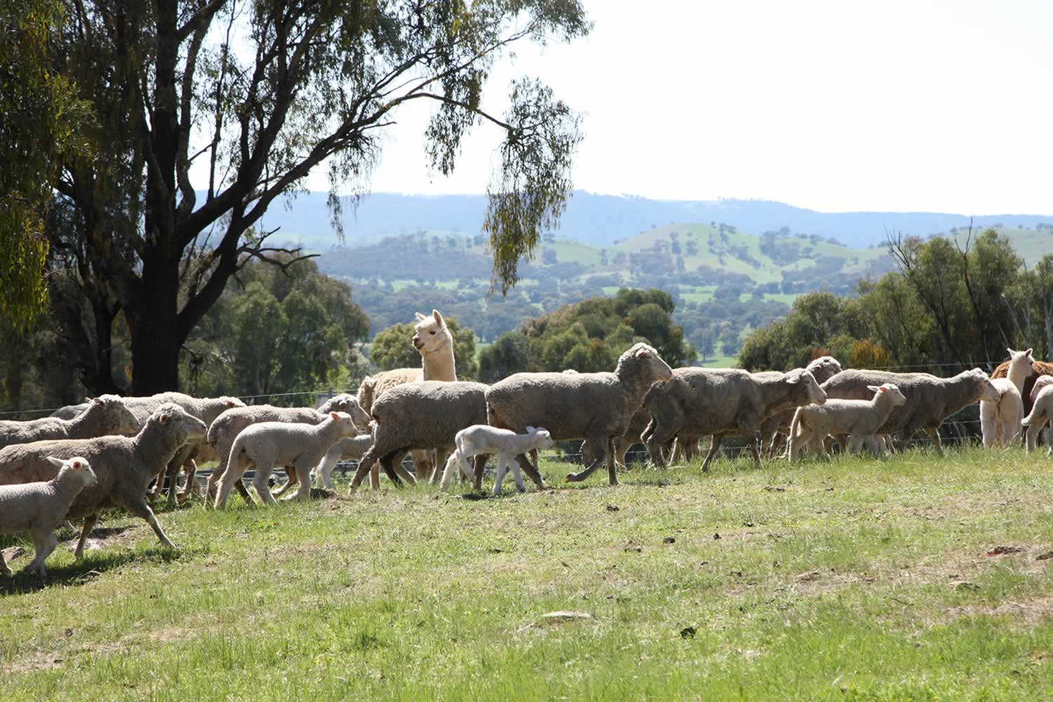 umbango property for sae nsw