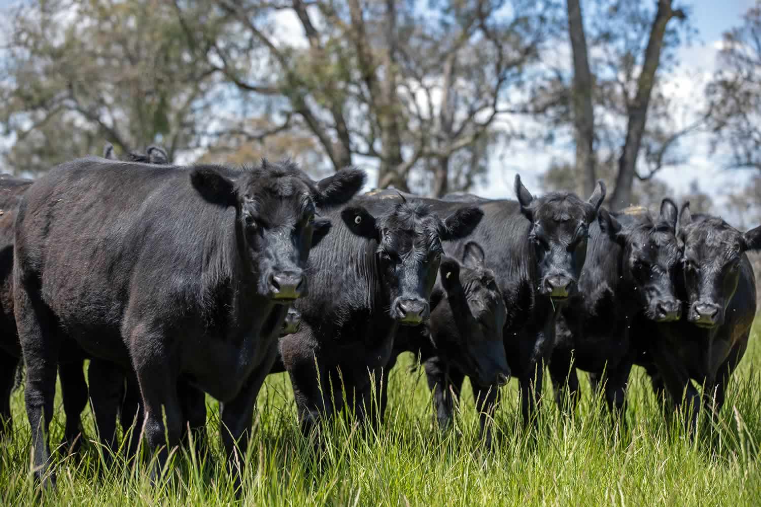 Location Walcha NSW property for sale - Round Hill