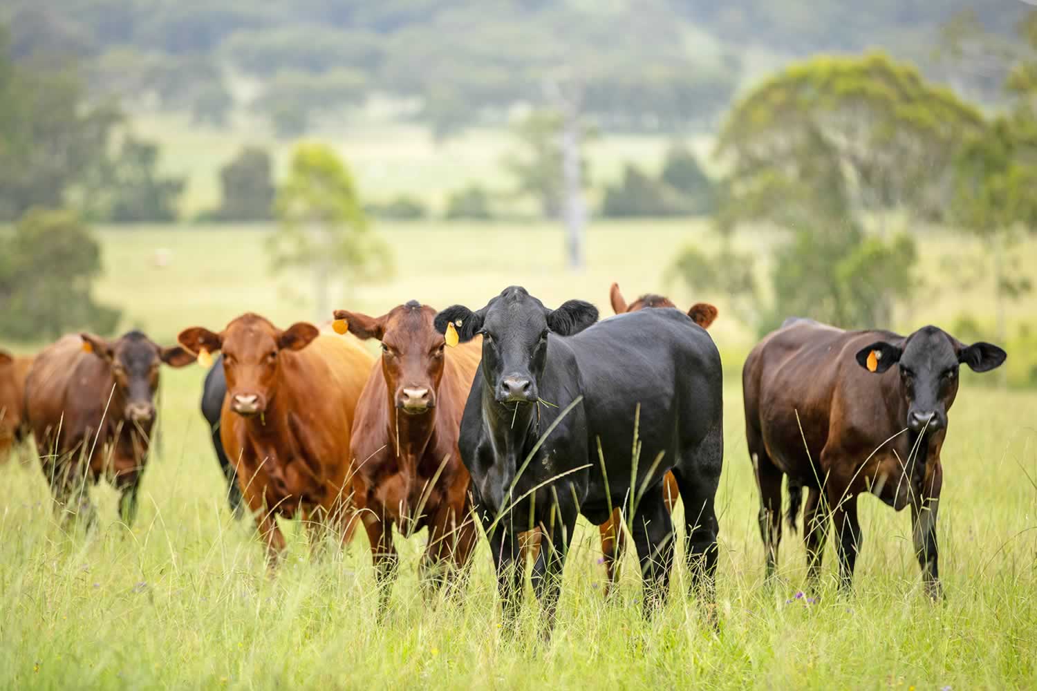 Avondale Legume NSW nsw property for sale
