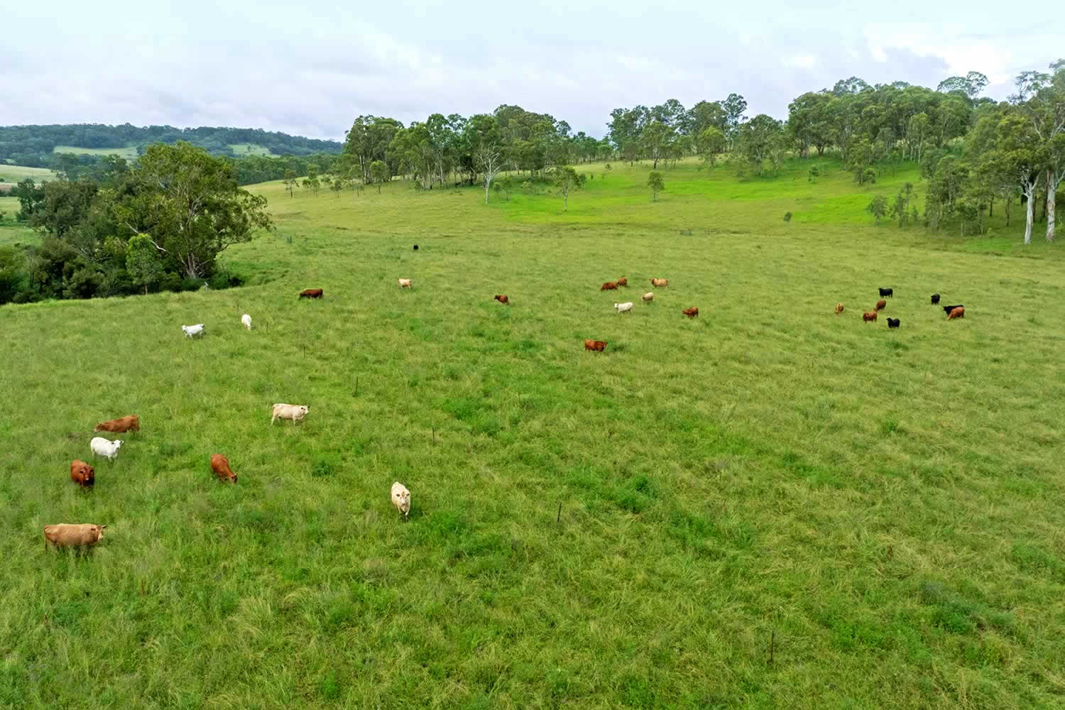 Avondale Legume NSW nsw property for sale