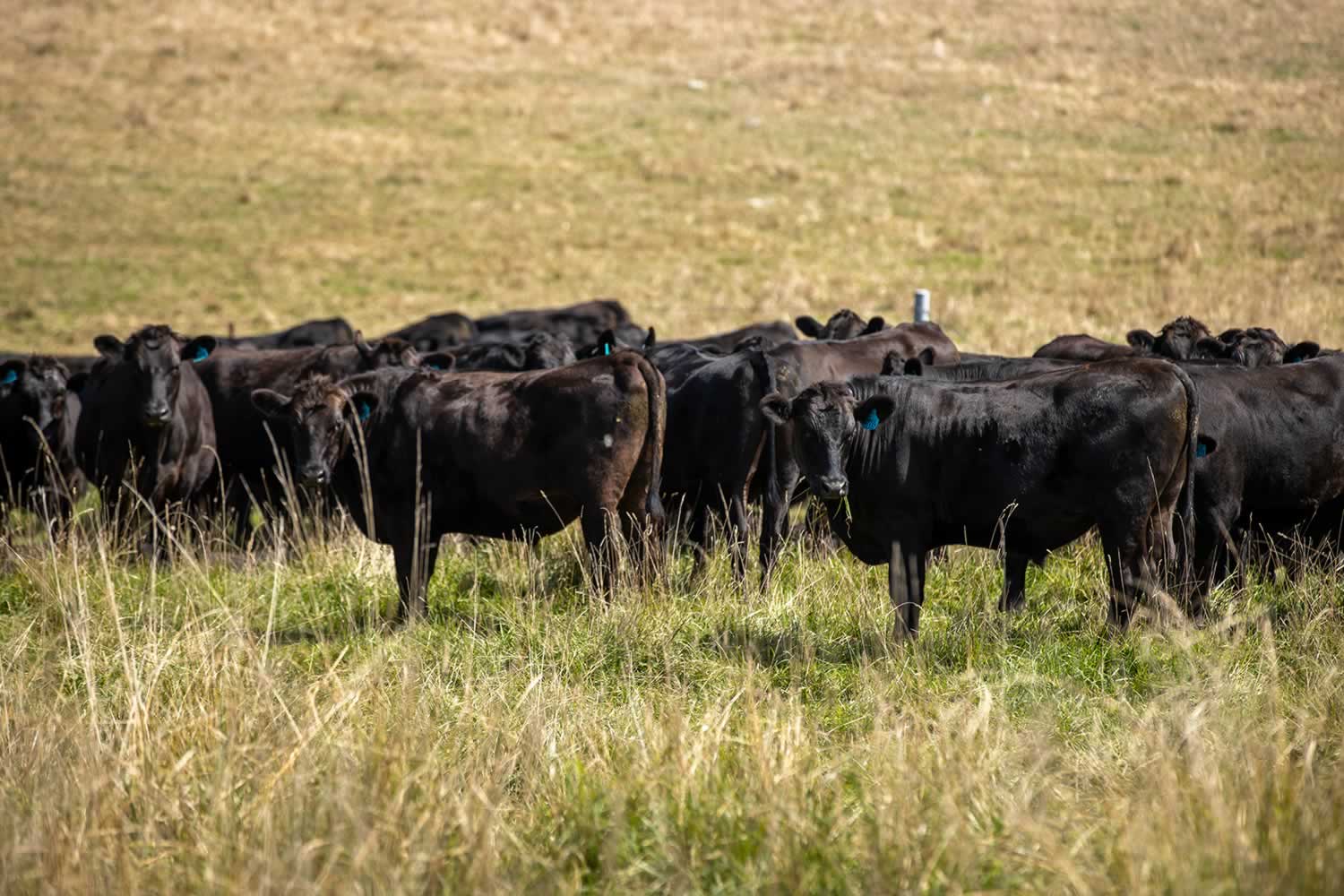 mcphee-farms-for-sale-nsw-4