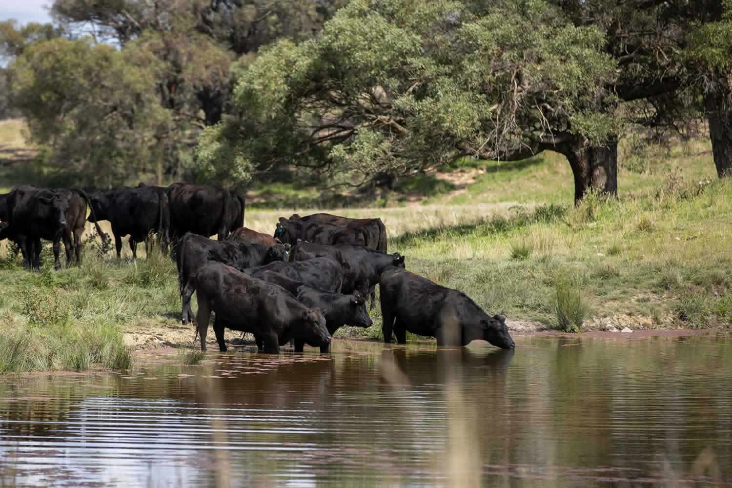 mcphee-farms-for-sale-nsw-6