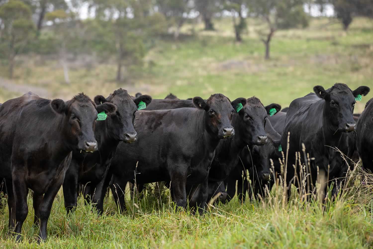 mcphee-farms-for-sale-nsw-7