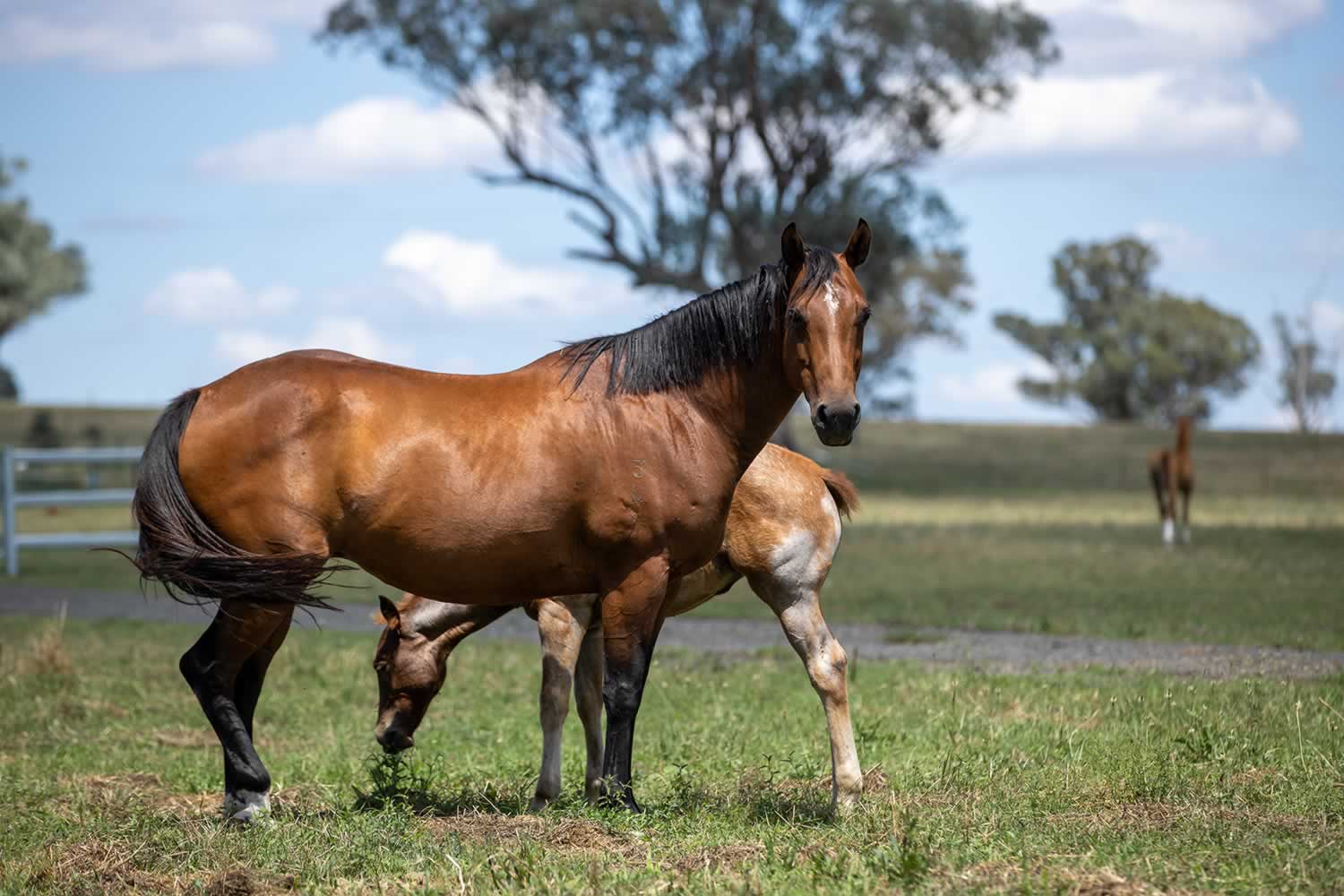 NSW property for sale - Meadow Bank Tamworth NSW