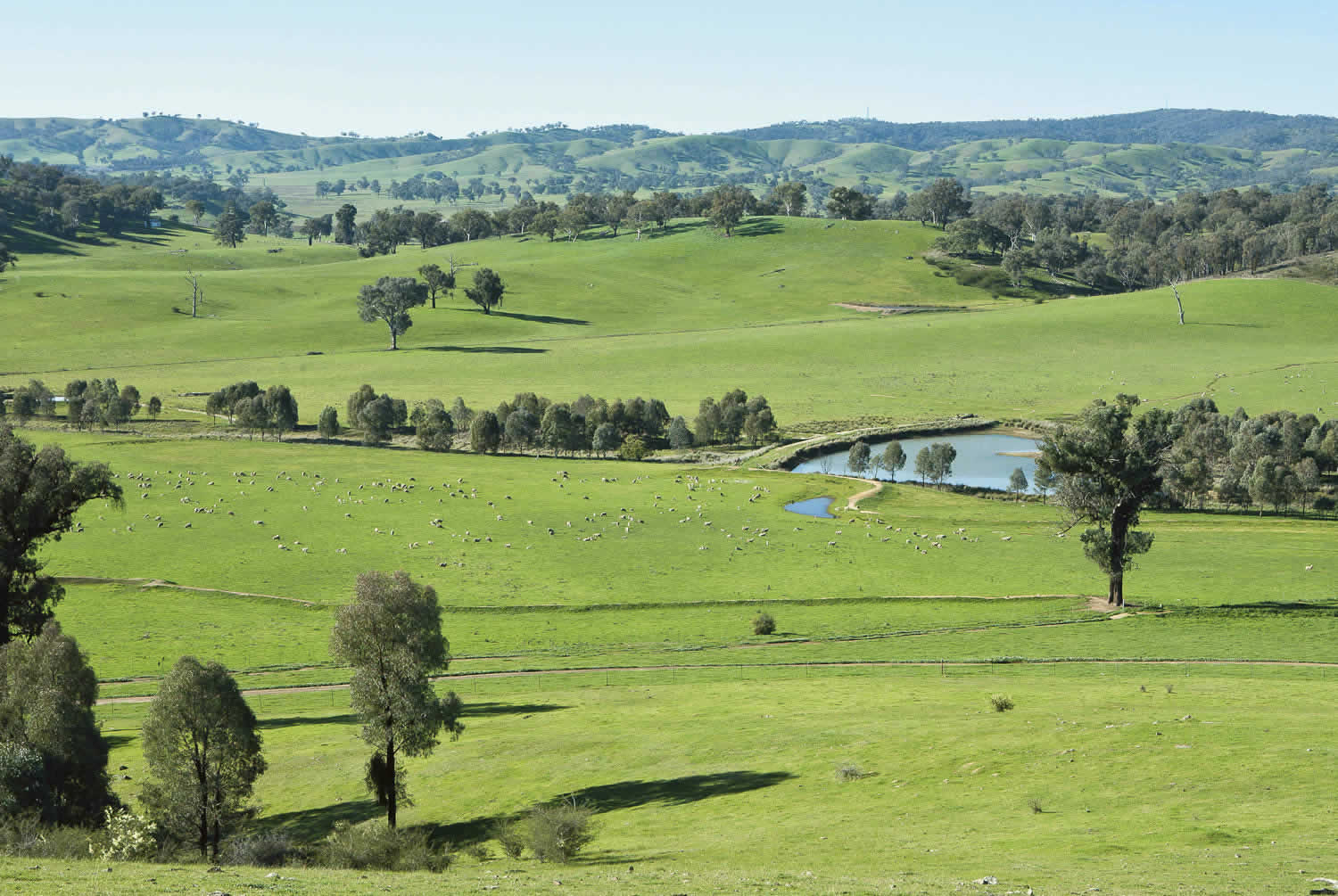 Rural Property for Sale - Strathvean - Riverina NSW