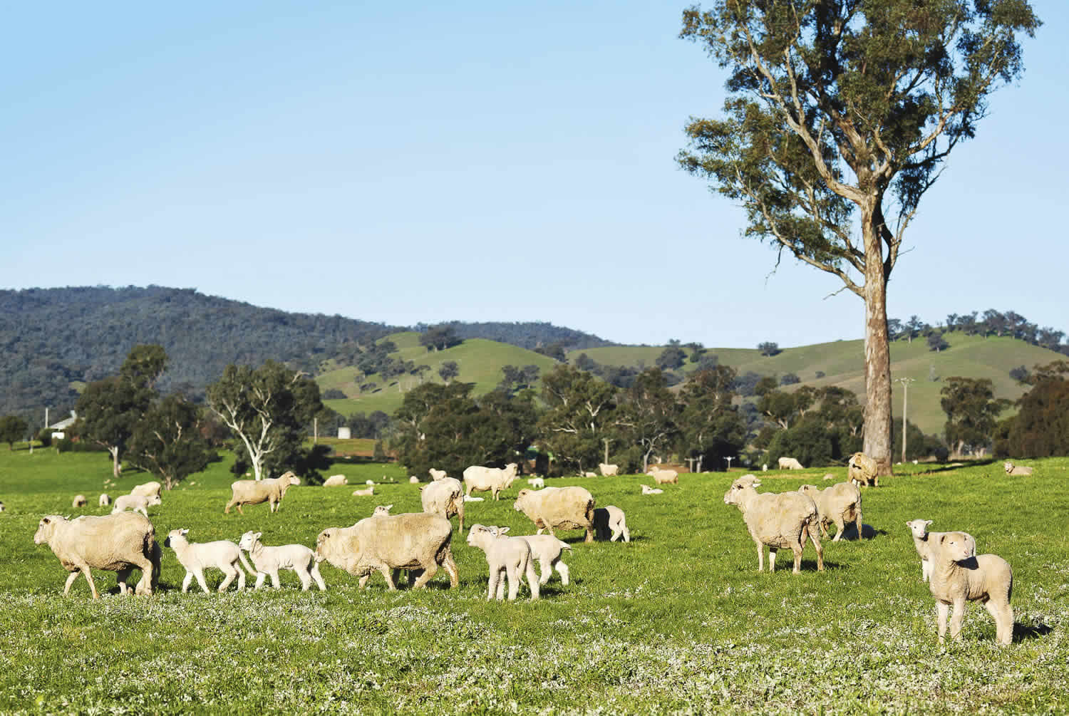 Rural Property for Sale - Strathvean - Riverina NSW
