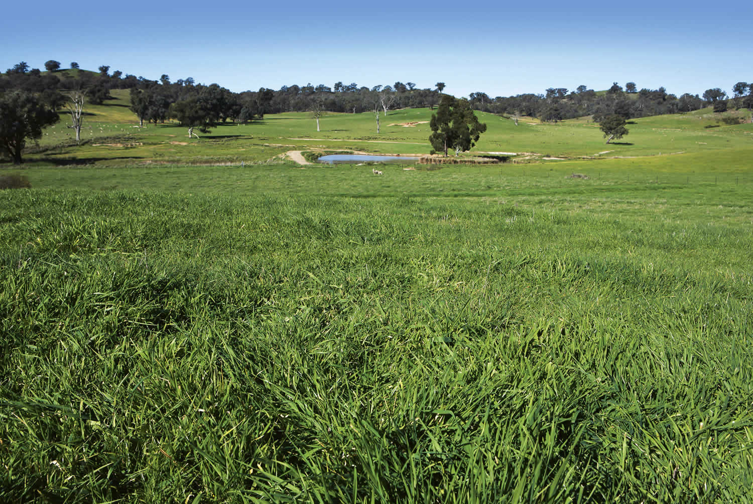 Rural Property for Sale - Strathvean - Riverina NSW