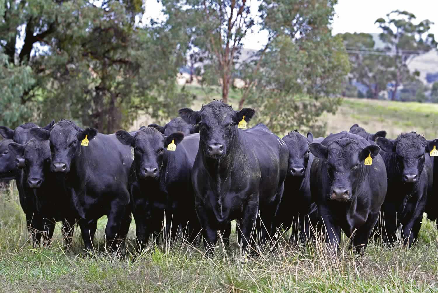Rural Property for Sale - Strathvean - Riverina NSW