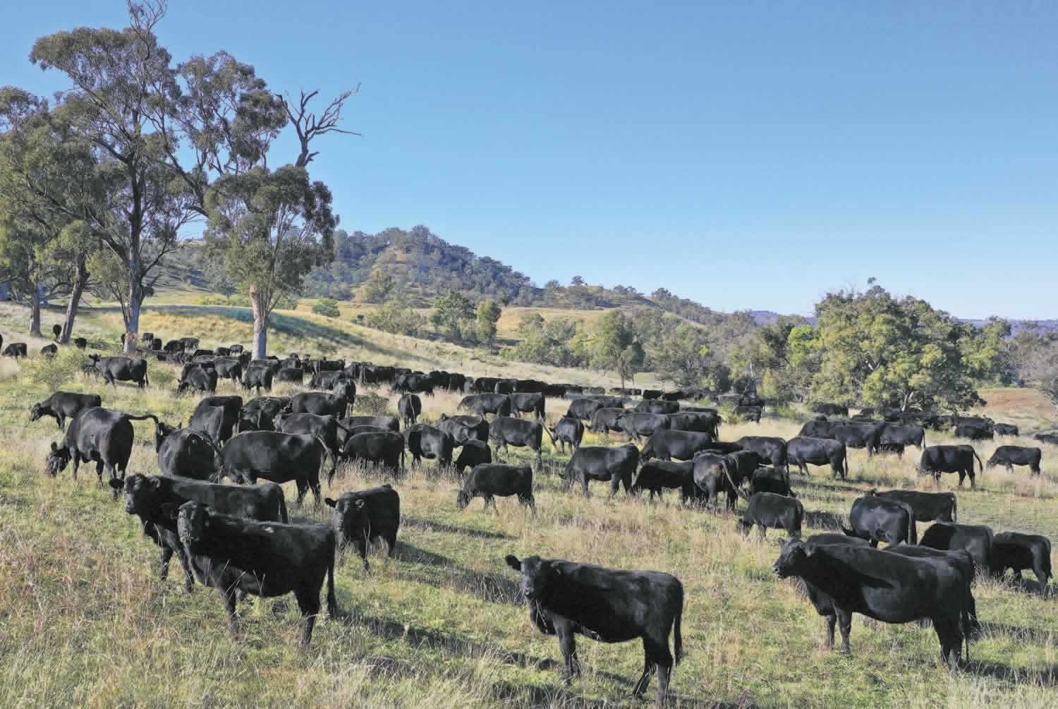 Property for Sale Hunter Valley NSW - Gibbergunyah