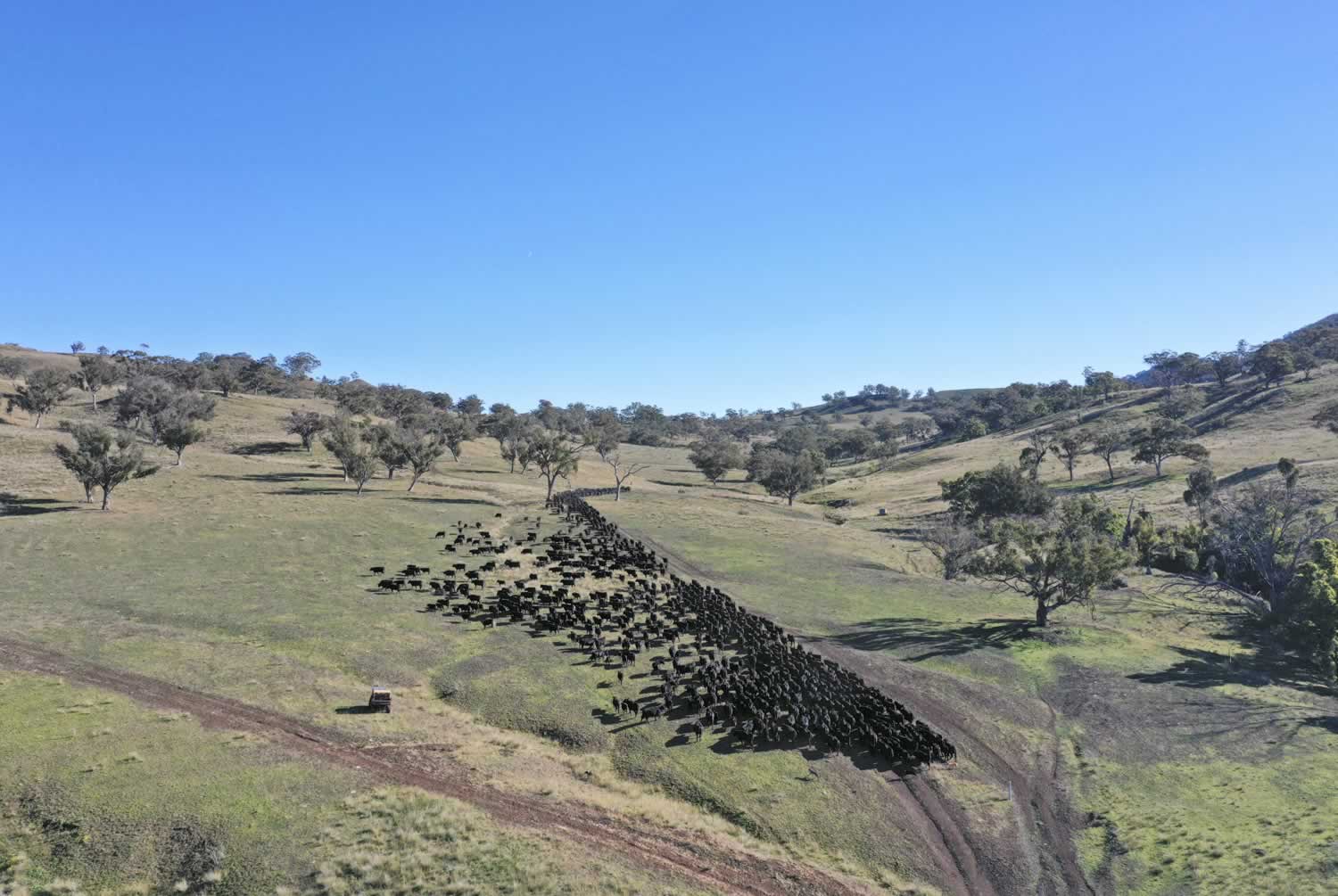 Property for Sale Hunter Valley NSW - Gibbergunyah