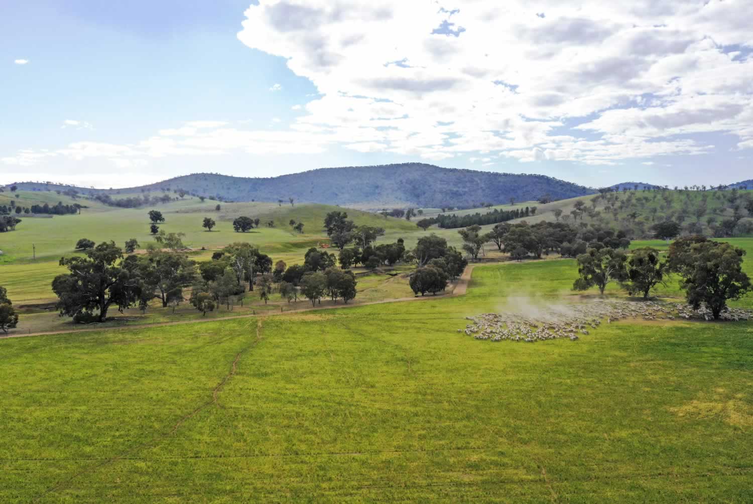 Property for sale Riverina NSW - Coreena East