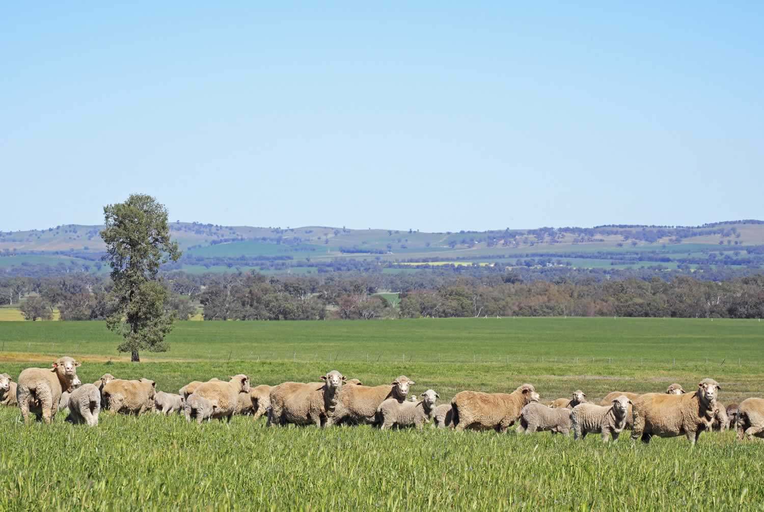 Property for sale Riverina NSW - Coreena East
