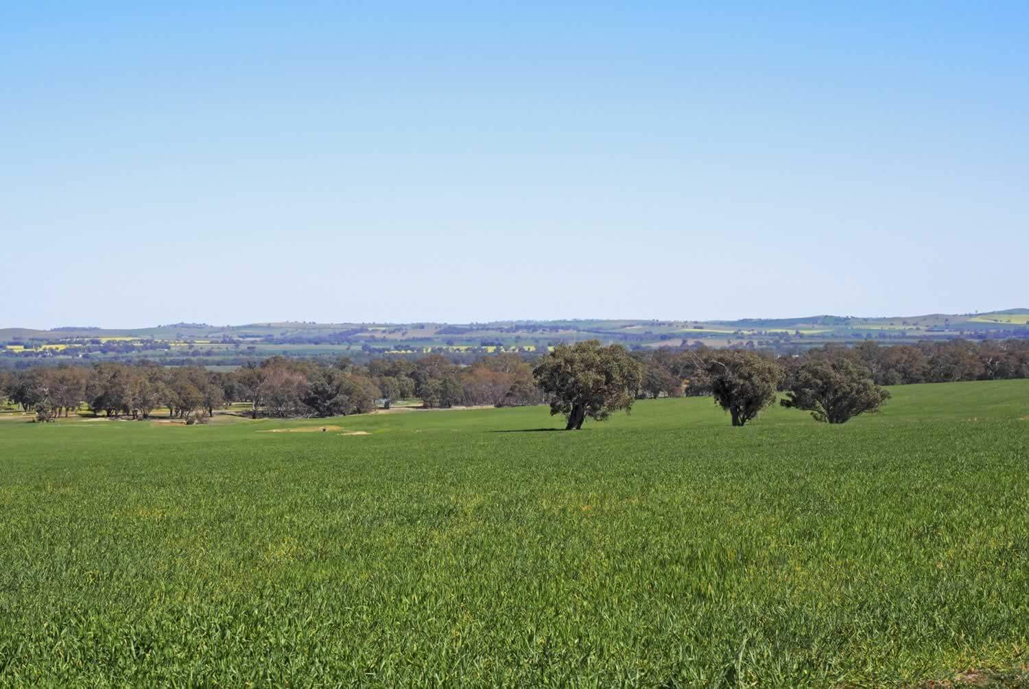 Property for sale Riverina NSW - Coreena East