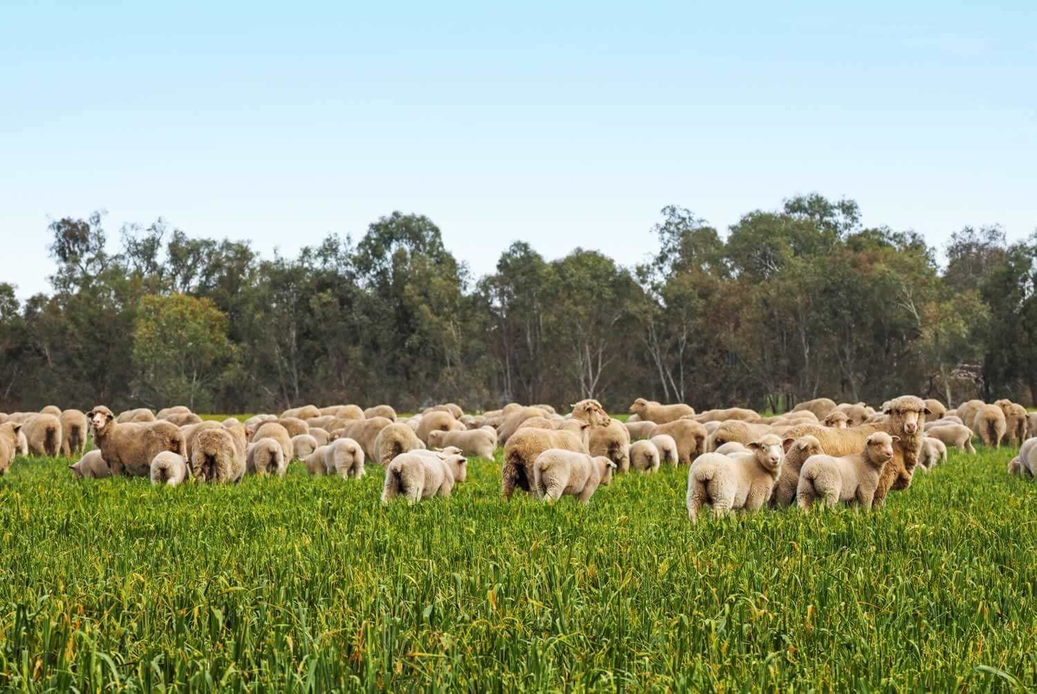 Property for sale Riverina NSW - Coreena East