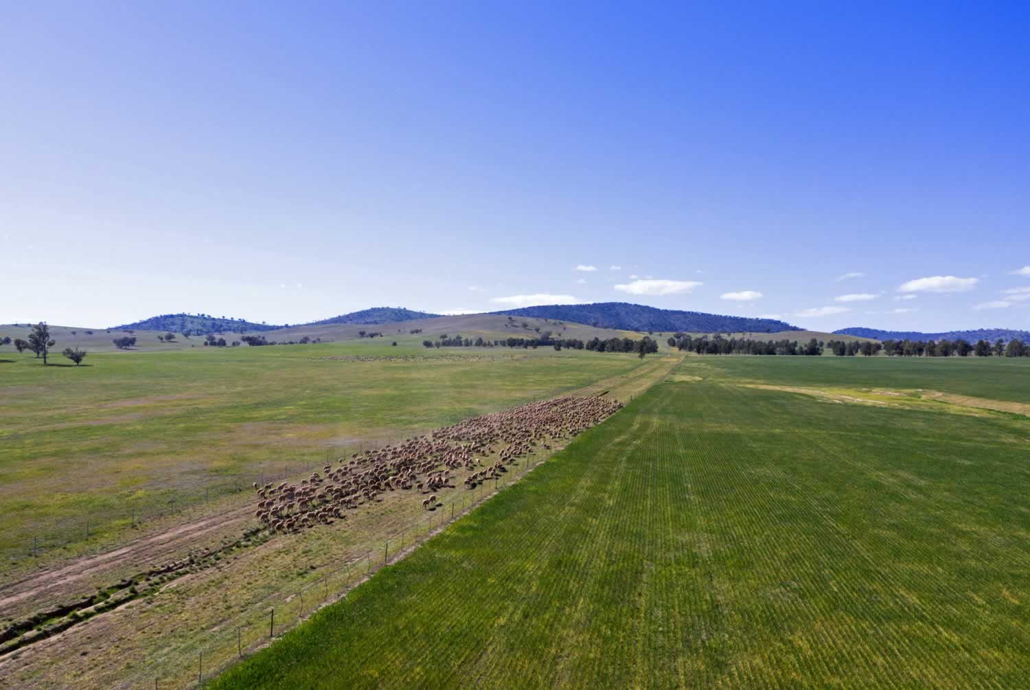 Property for sale Riverina NSW - Coreena East