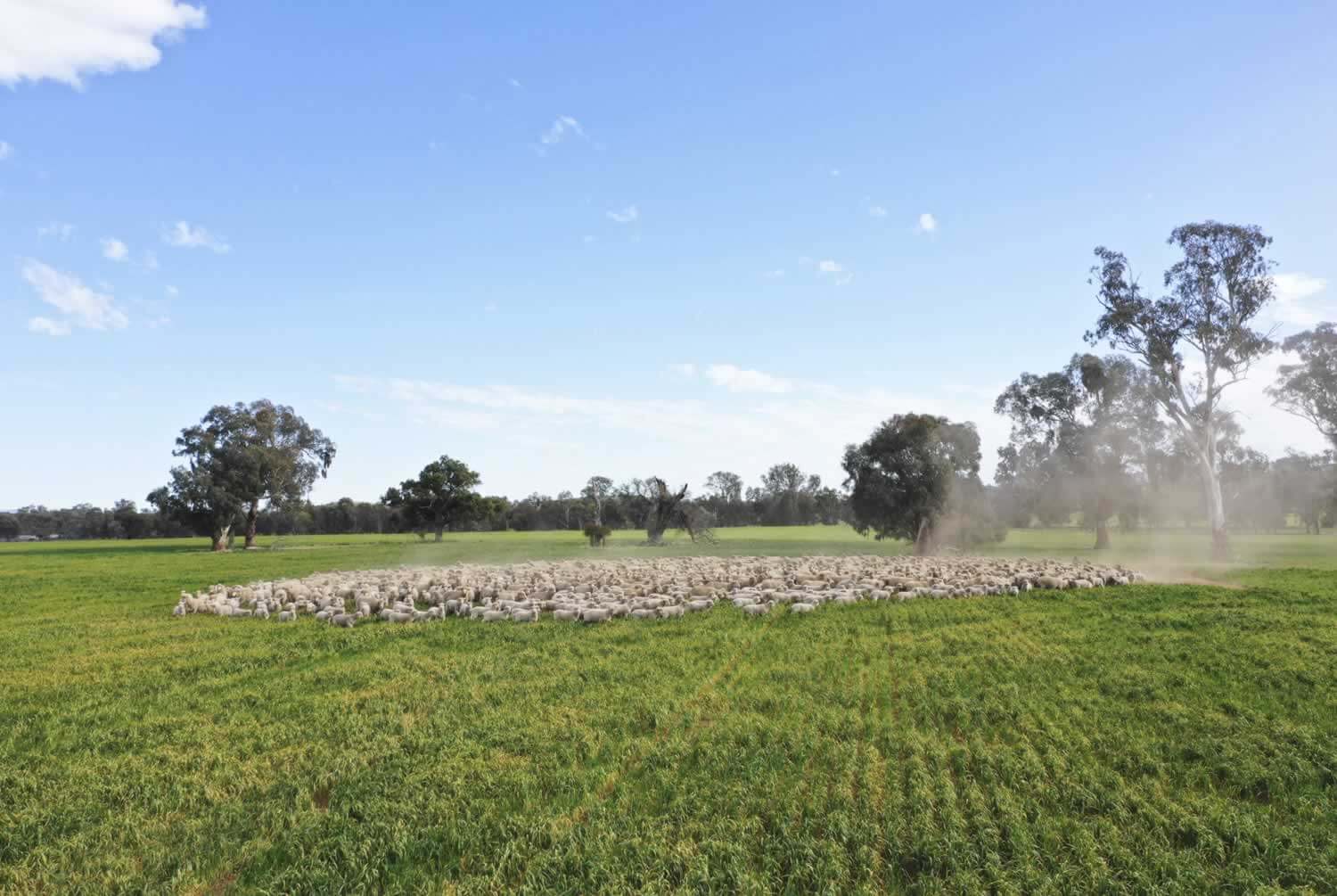 Property for sale Riverina NSW - Coreena East