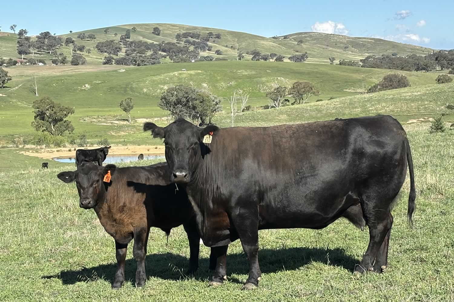 Rural Property for Sale - Cowra - Woodstock NSW