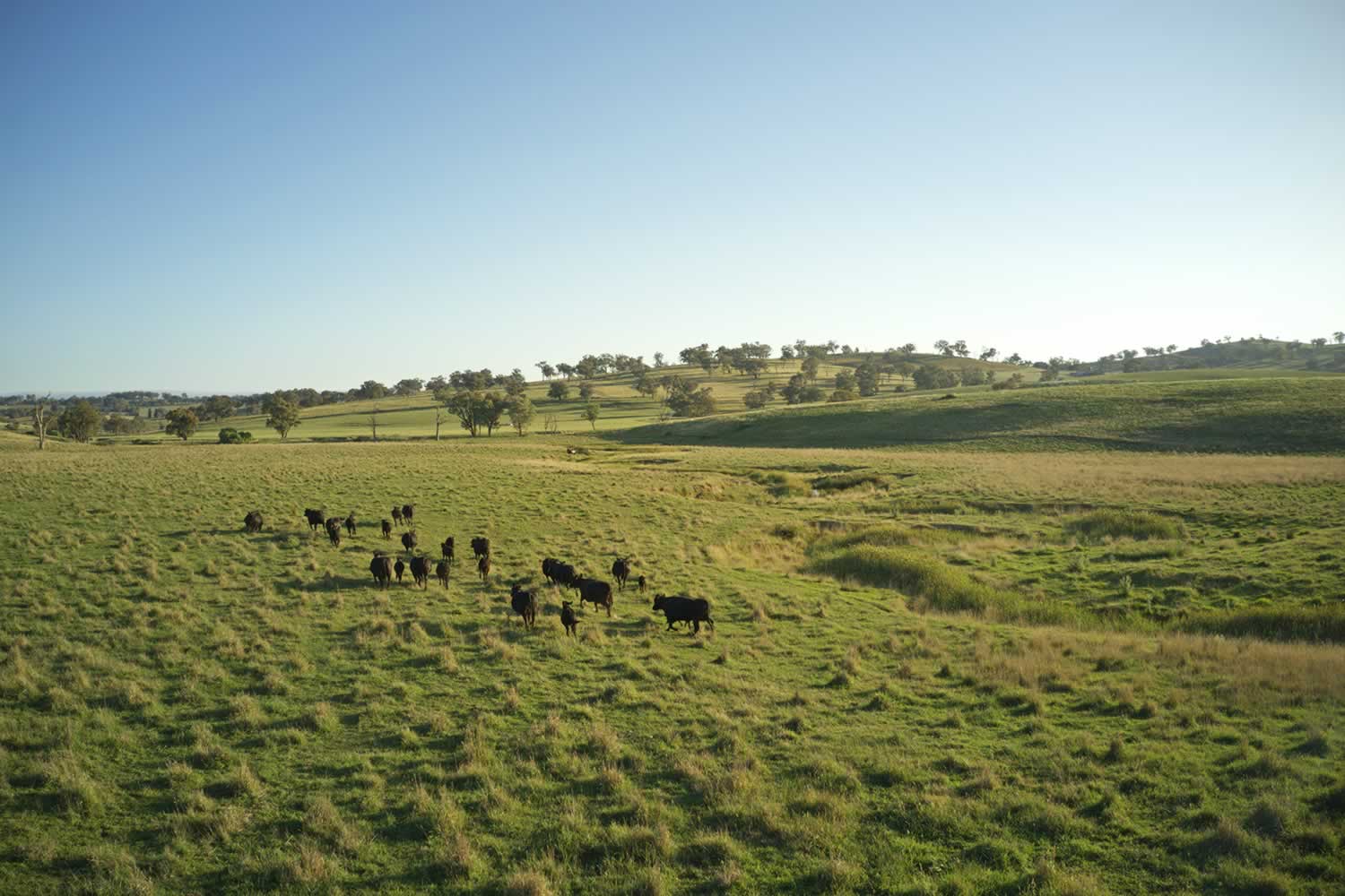 Rural Property for Sale - Cowra - Woodstock NSW