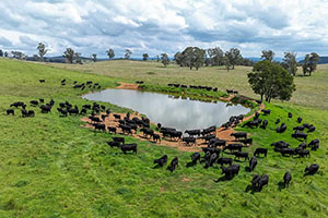 McPhee Beef Farms for sale