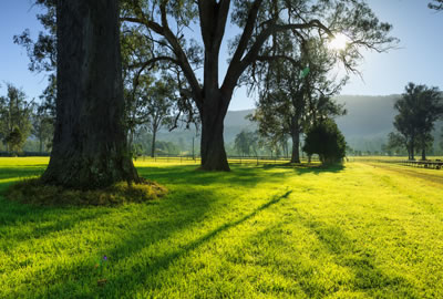 wagga wagga